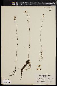 Utricularia gibba image