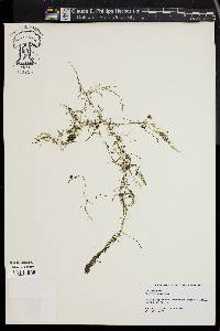 Utricularia gibba image