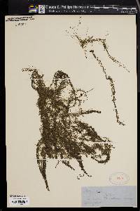 Utricularia gibba image