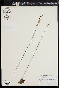 Utricularia juncea image