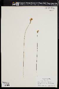 Utricularia juncea image