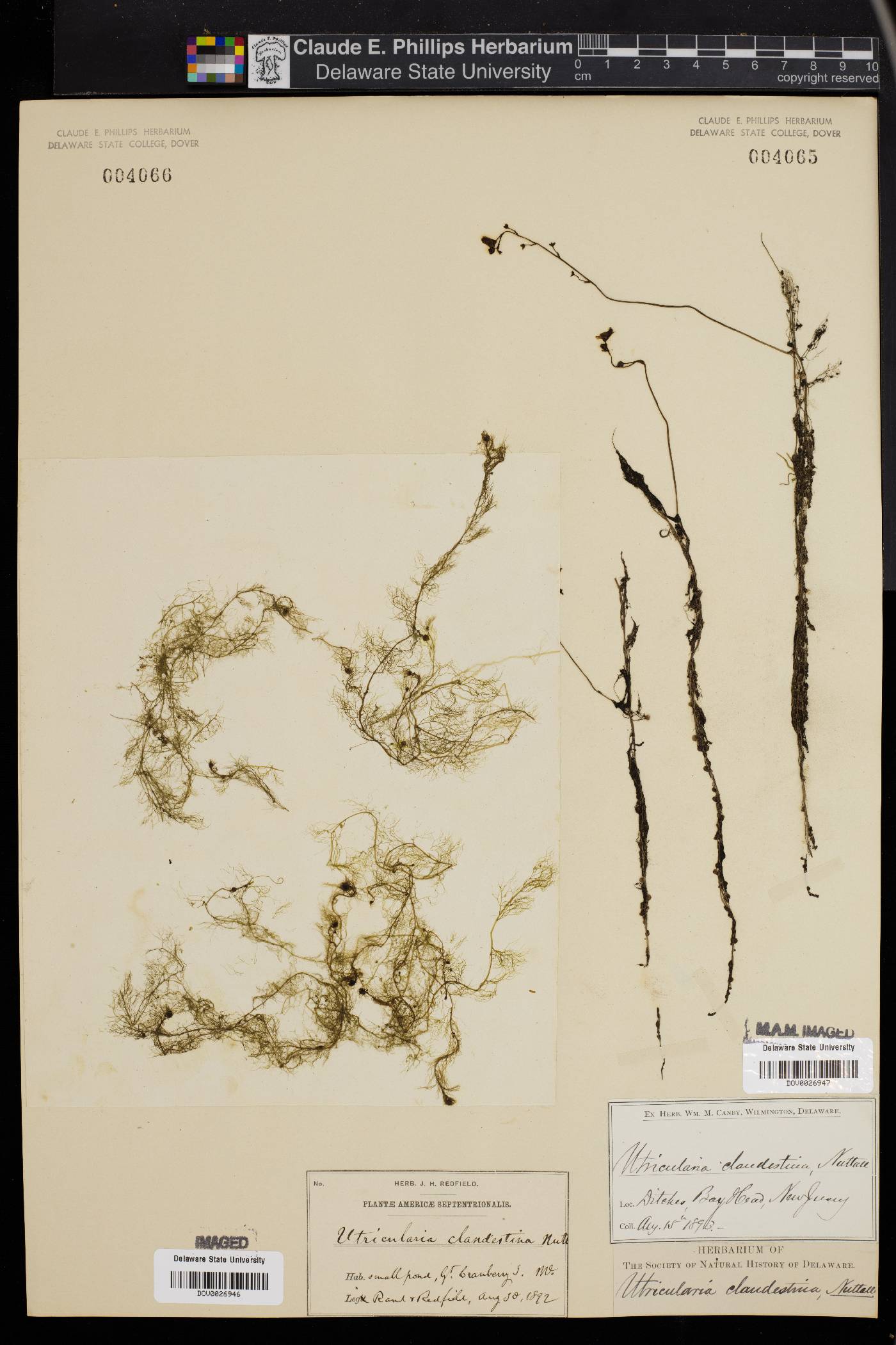 Utricularia clandestina image