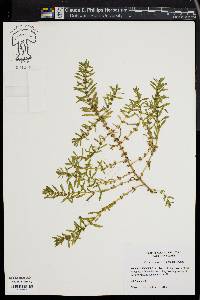 Rotala ramosior image