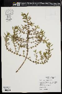 Rotala ramosior image