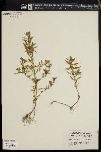 Rotala ramosior image