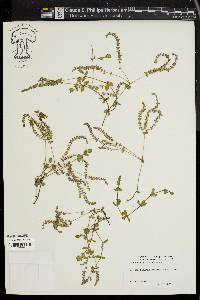 Rotala indica image