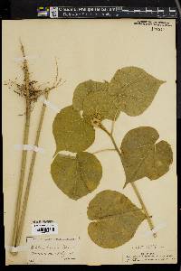 Abutilon theophrasti image