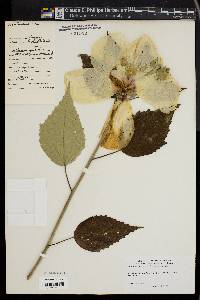 Hibiscus moscheutos image