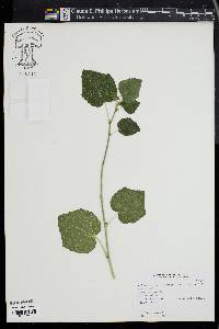 Malvaviscus arboreus image