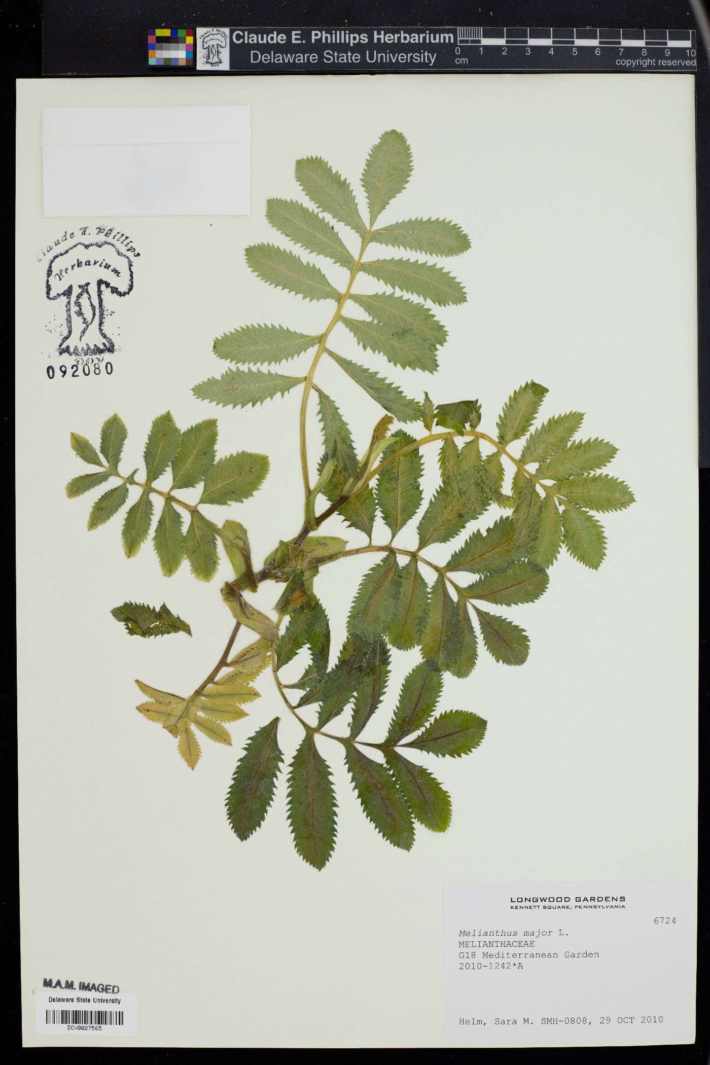 Melianthus image