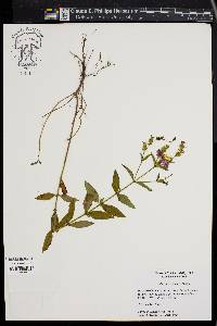 Rhexia virginica image