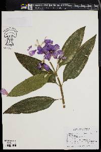 Tibouchina granulosa image