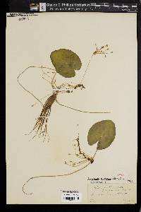 Nymphoides cordata image