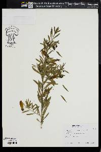 Eremophila maculata image