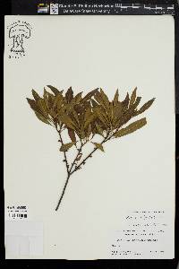 Myrica cerifera image