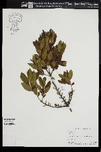 Myrica cerifera image