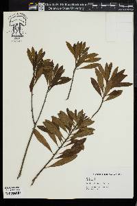 Myrica cerifera image