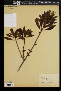Myrica cerifera image
