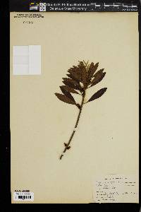 Myrica cerifera image