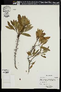 Myrica cerifera image