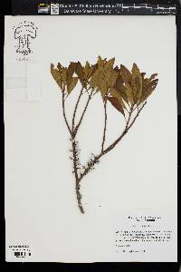 Myrica cerifera image