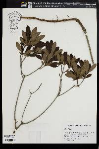 Myrica cerifera image