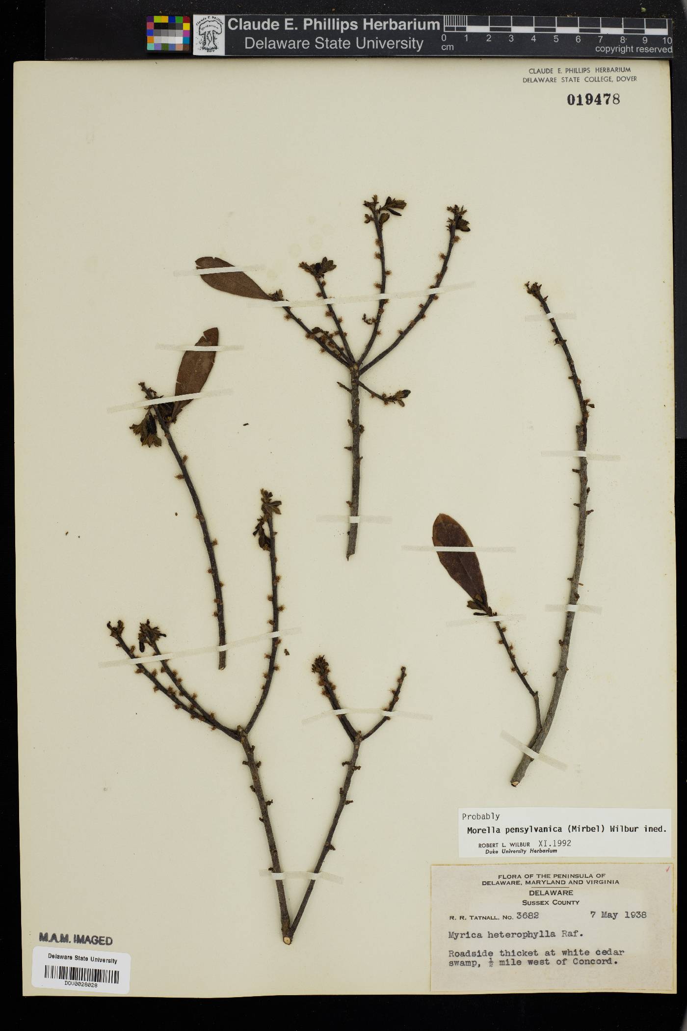 Myrica pensylvanica image