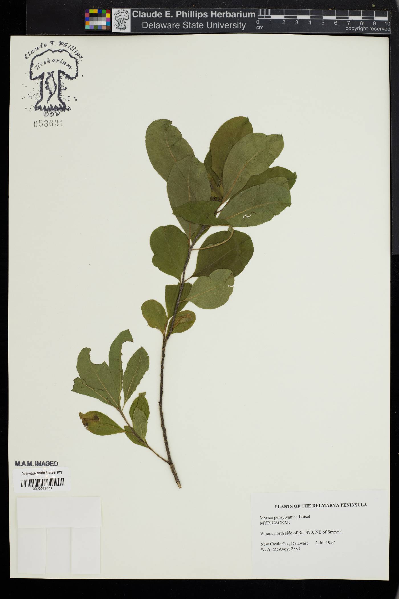 Myrica pensylvanica image