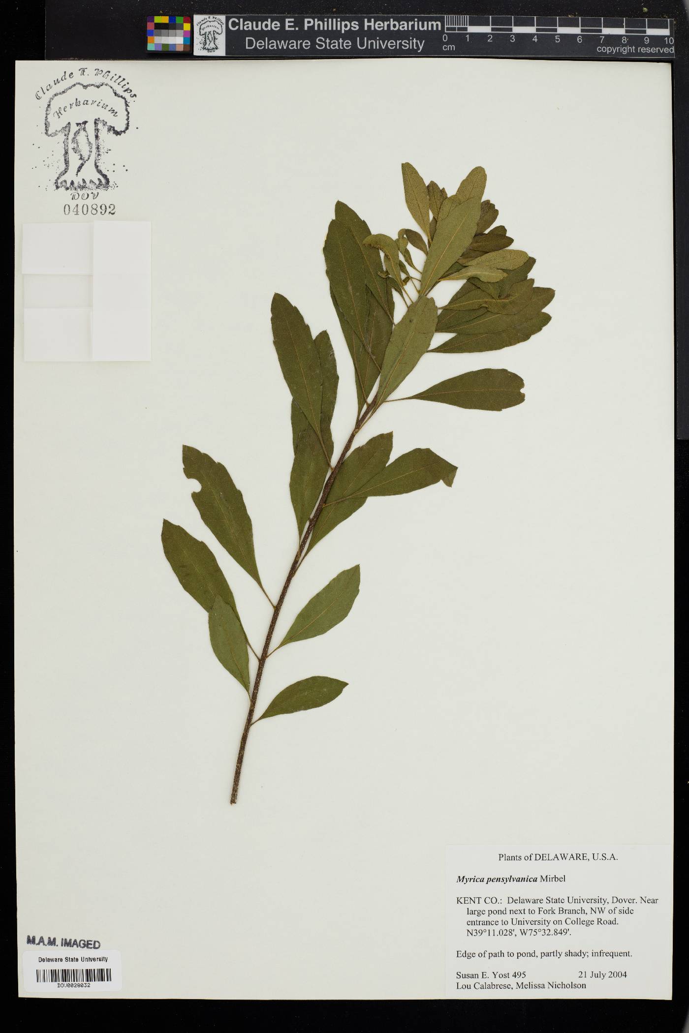 Myrica pensylvanica image