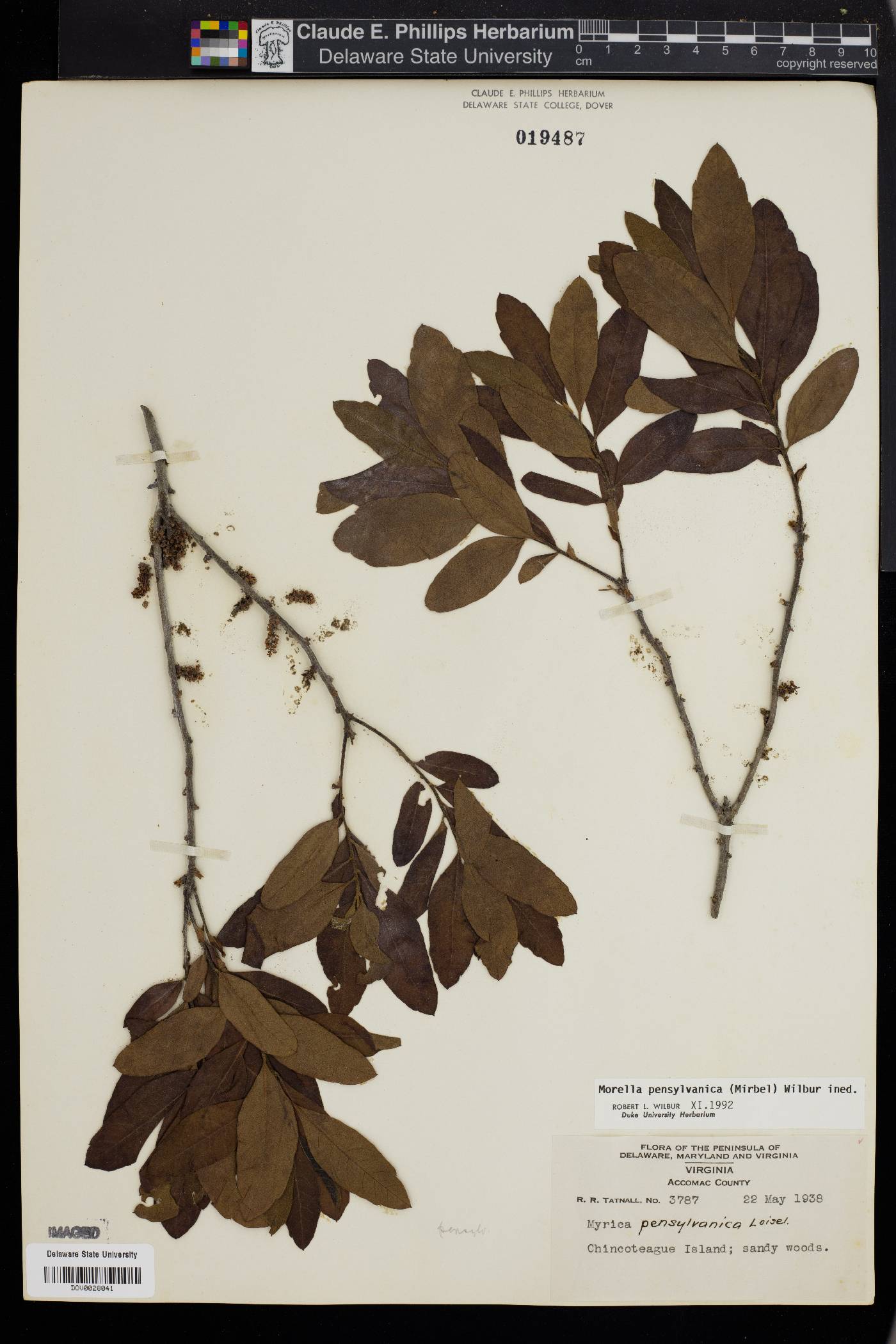 Myrica pensylvanica image