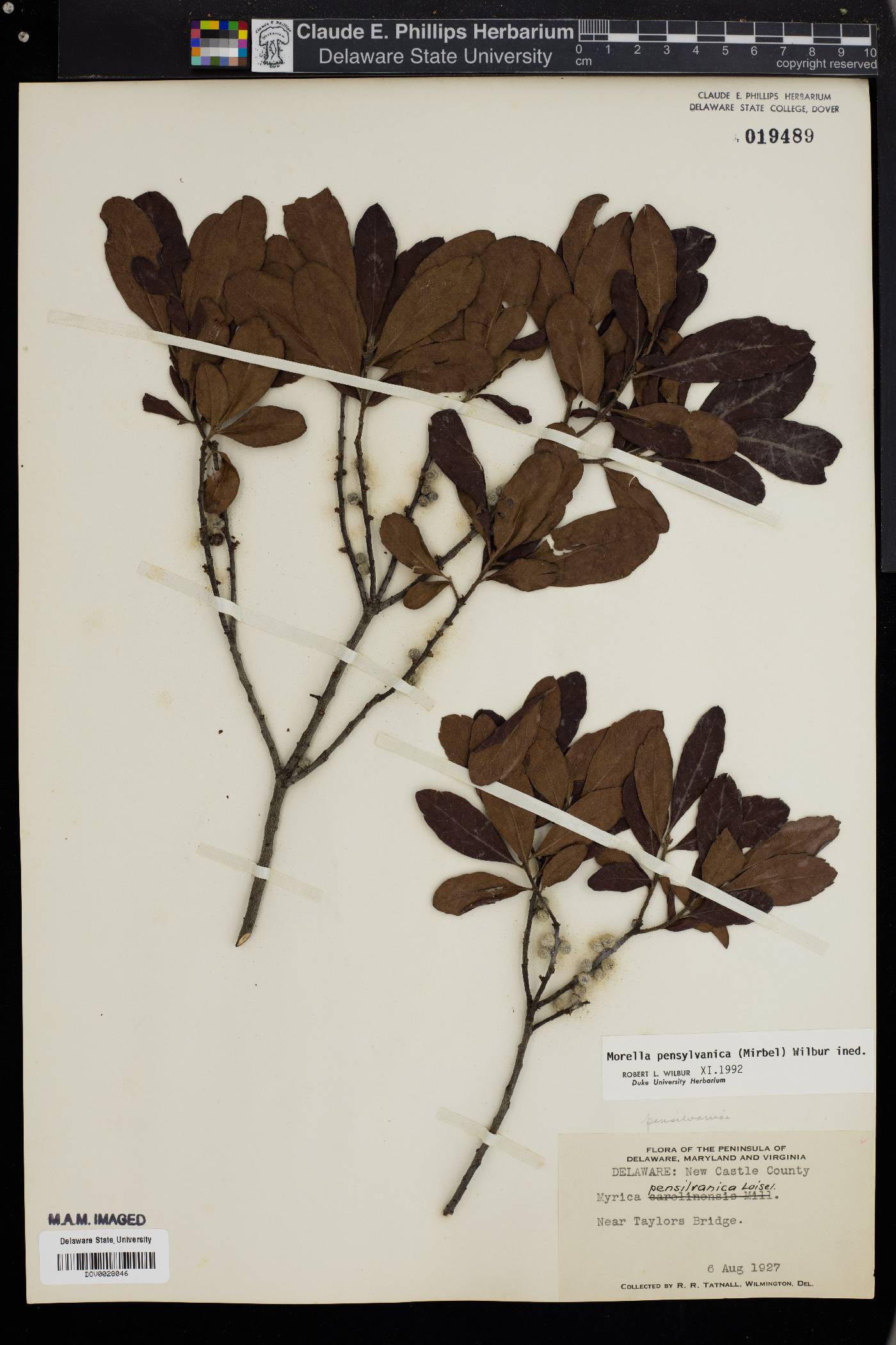 Myrica pensylvanica image