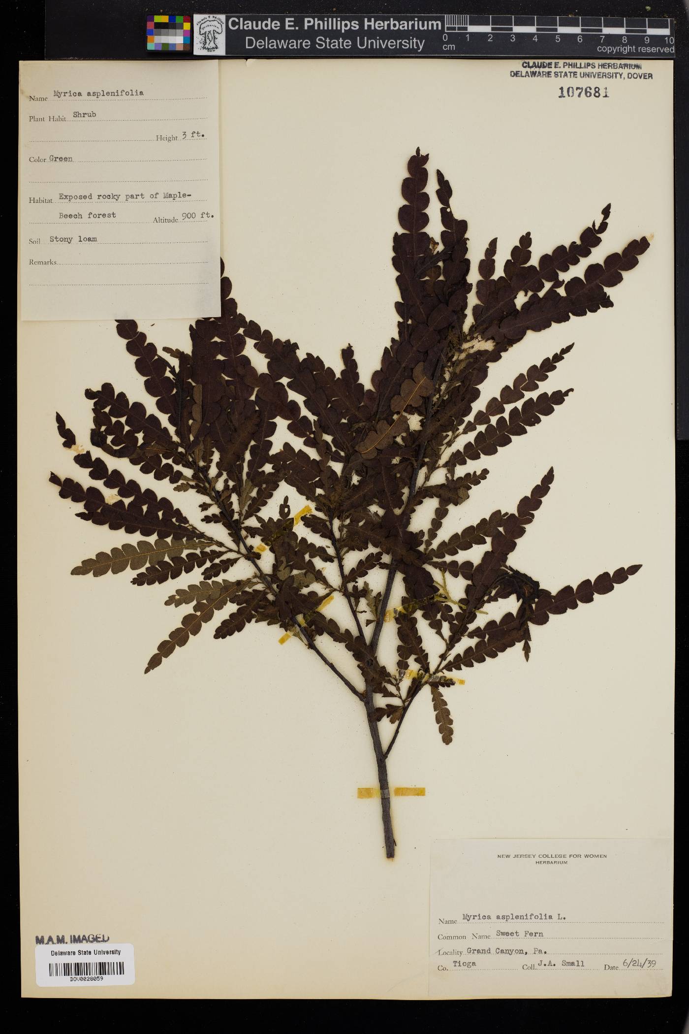 Myrica aspleniifolia image