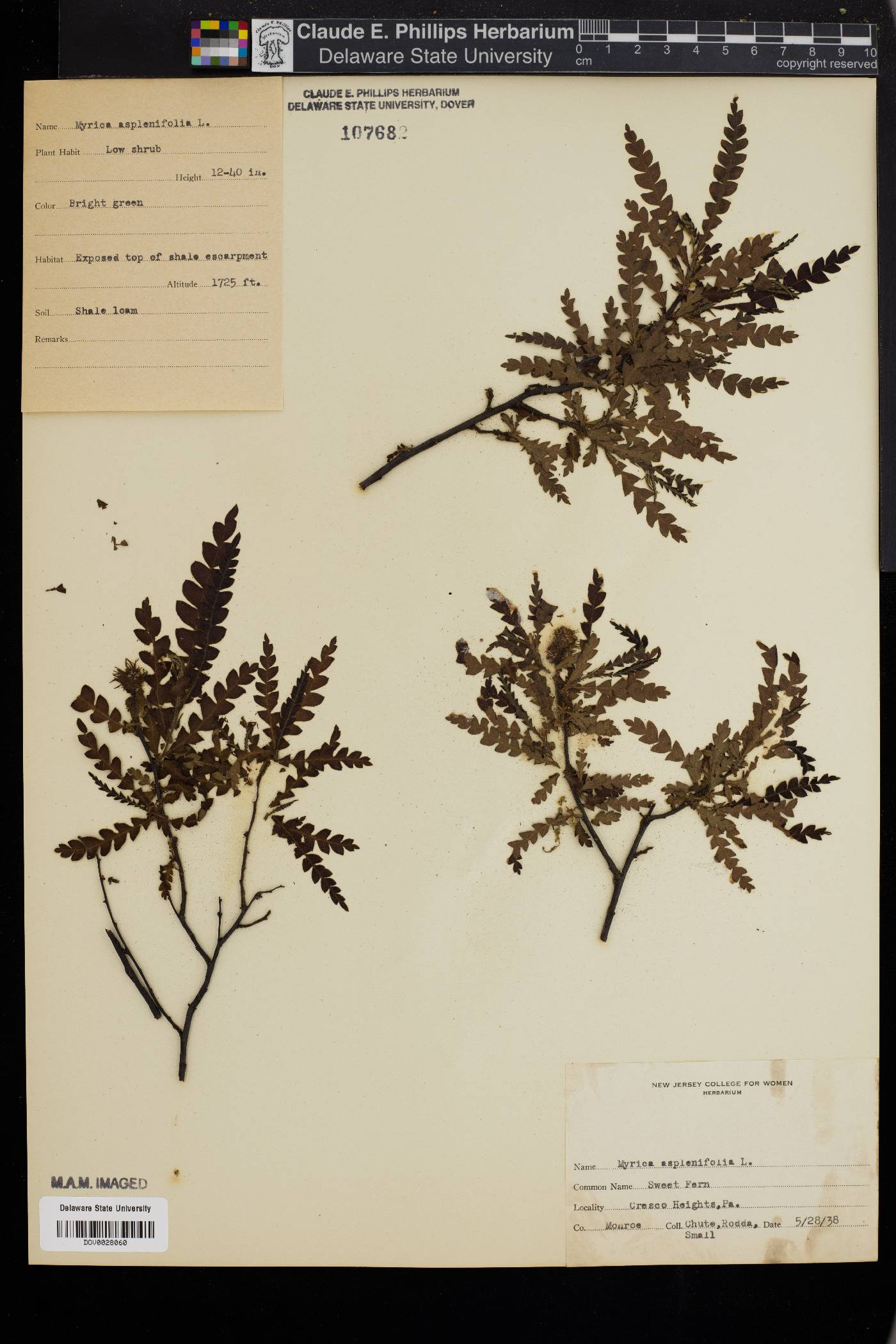 Myrica aspleniifolia image