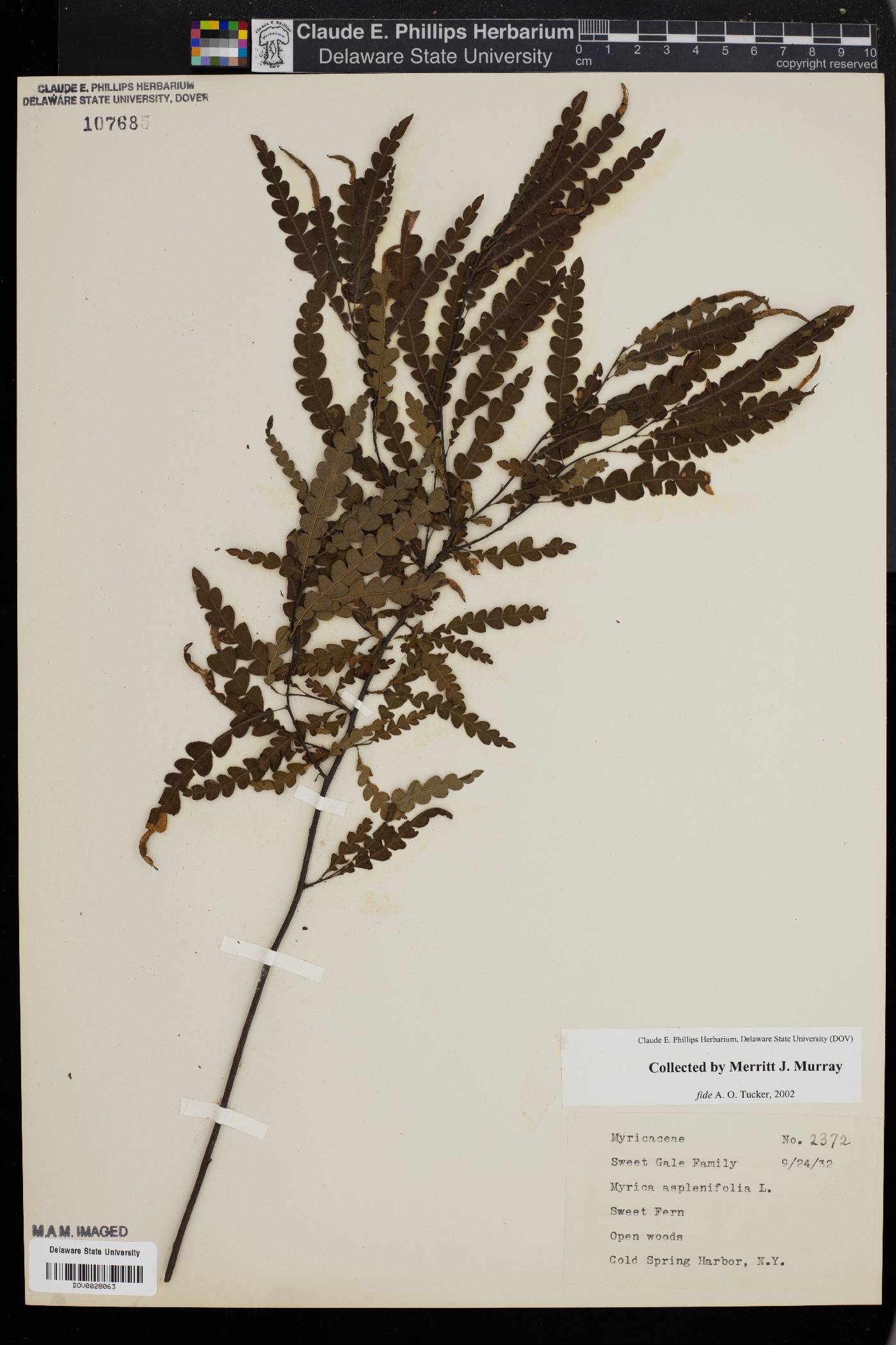 Myrica aspleniifolia image