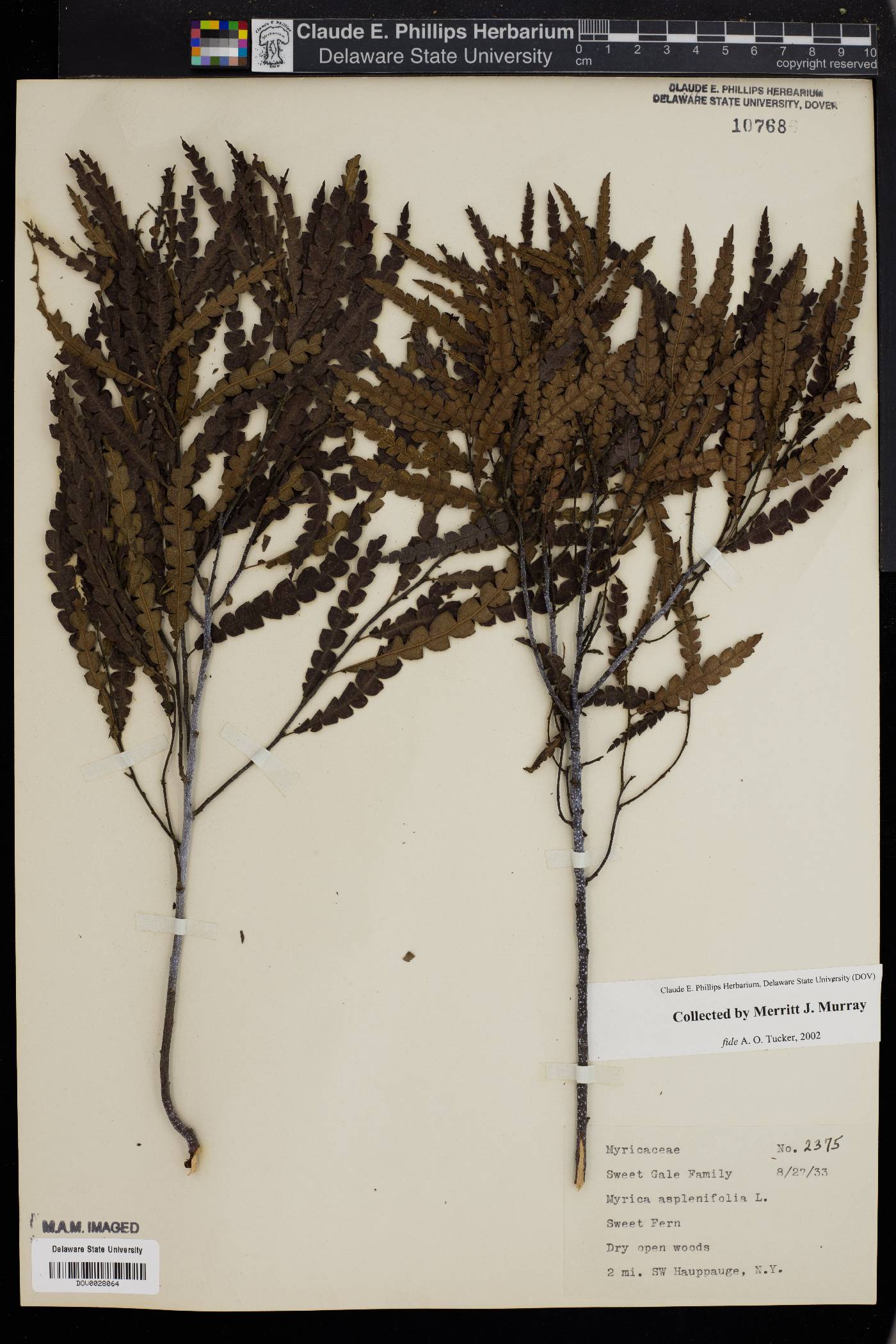 Myrica aspleniifolia image