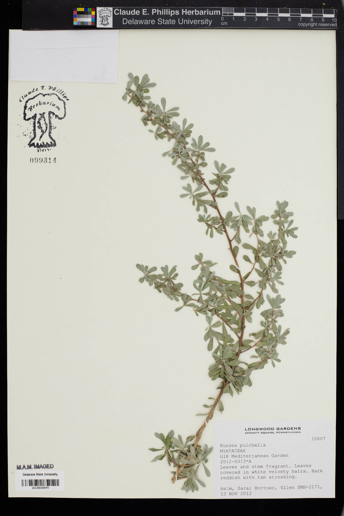 Kunzea pulchella image