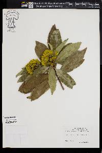 Xanthostemon chrysanthus image