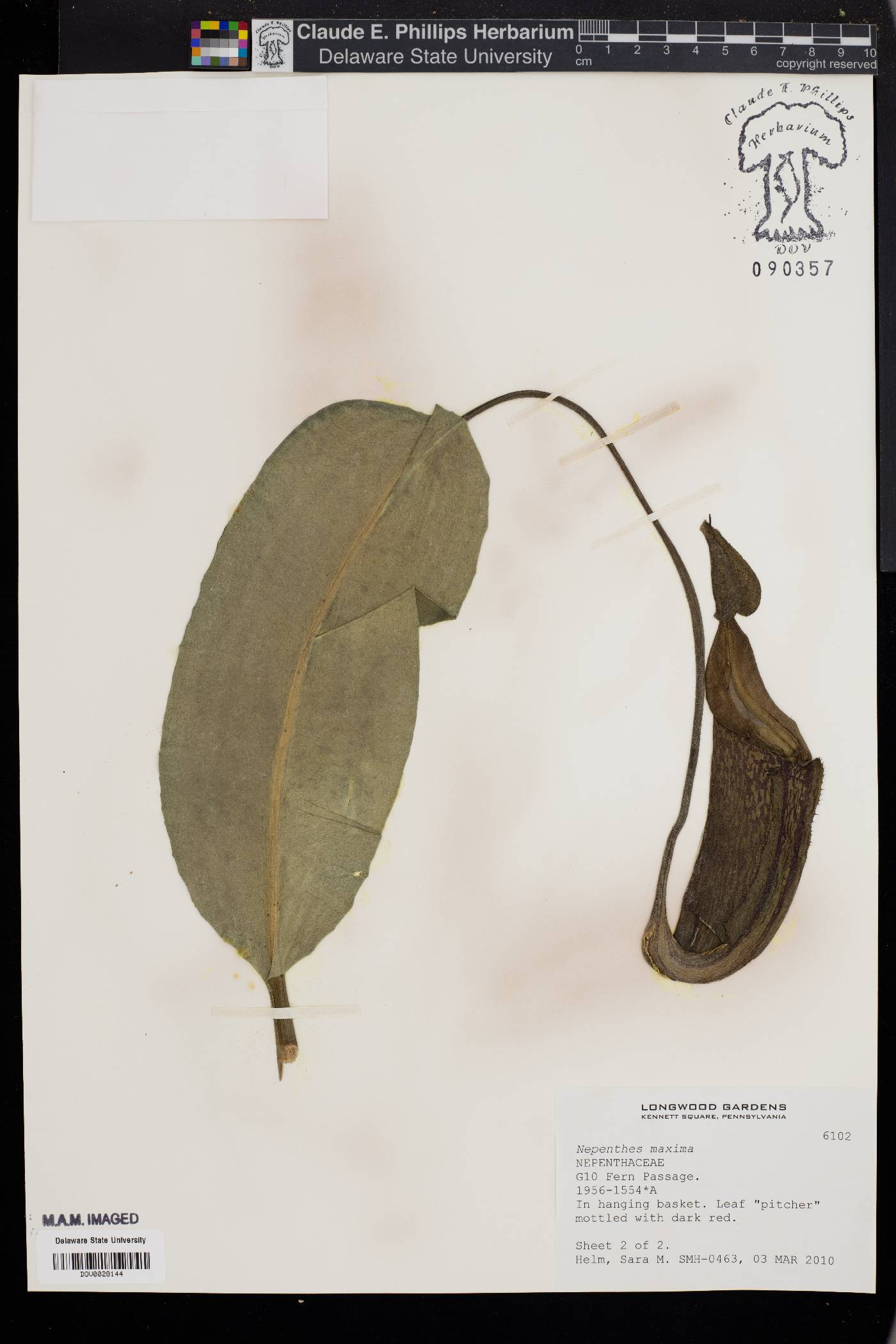 Nepenthes maxima image
