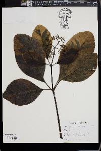 Pisonia umbellifera image