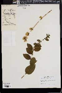 Abeliophyllum distichum image