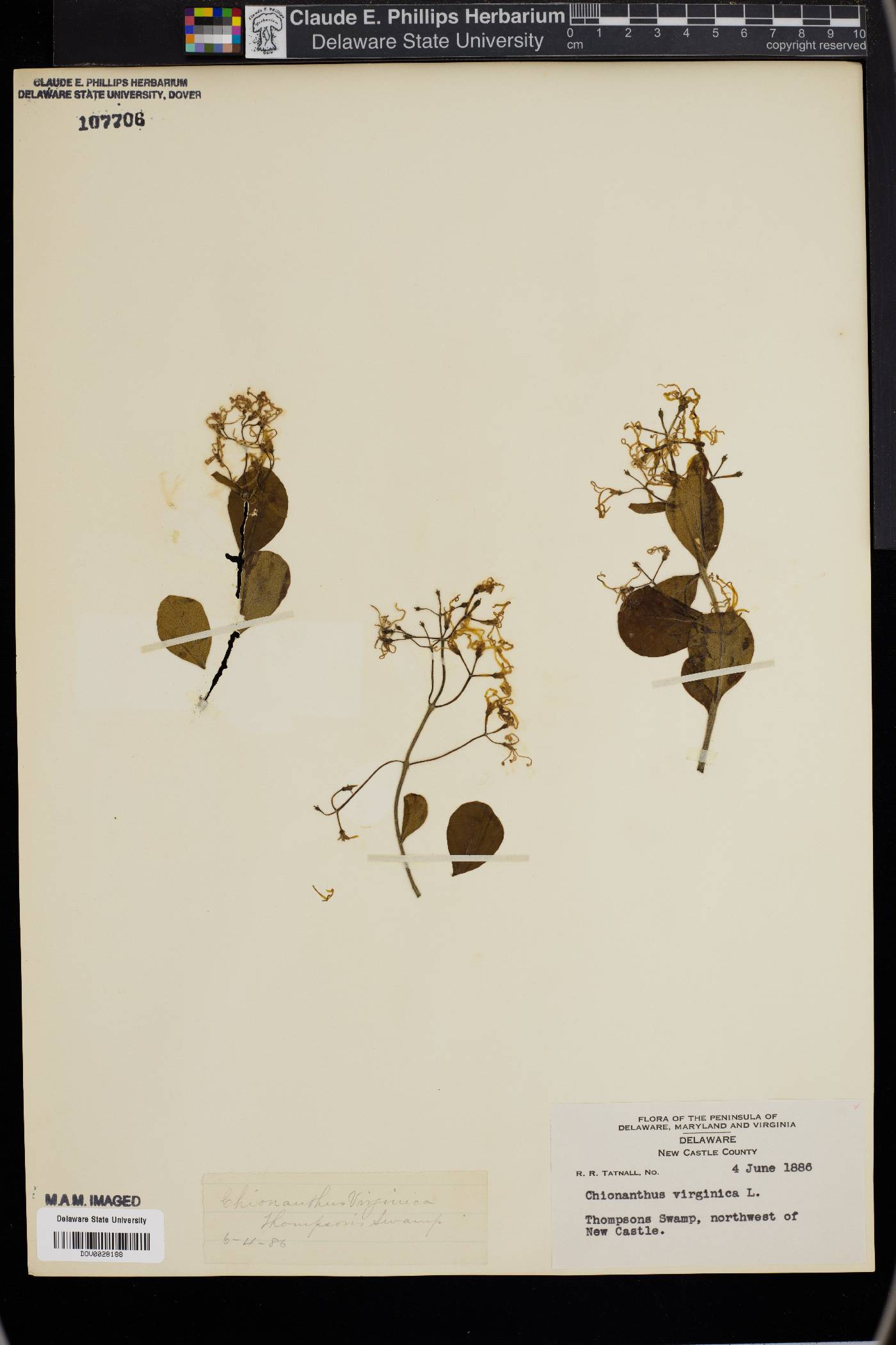 Chionanthus virginica image