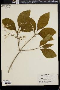 Chionanthus virginica image