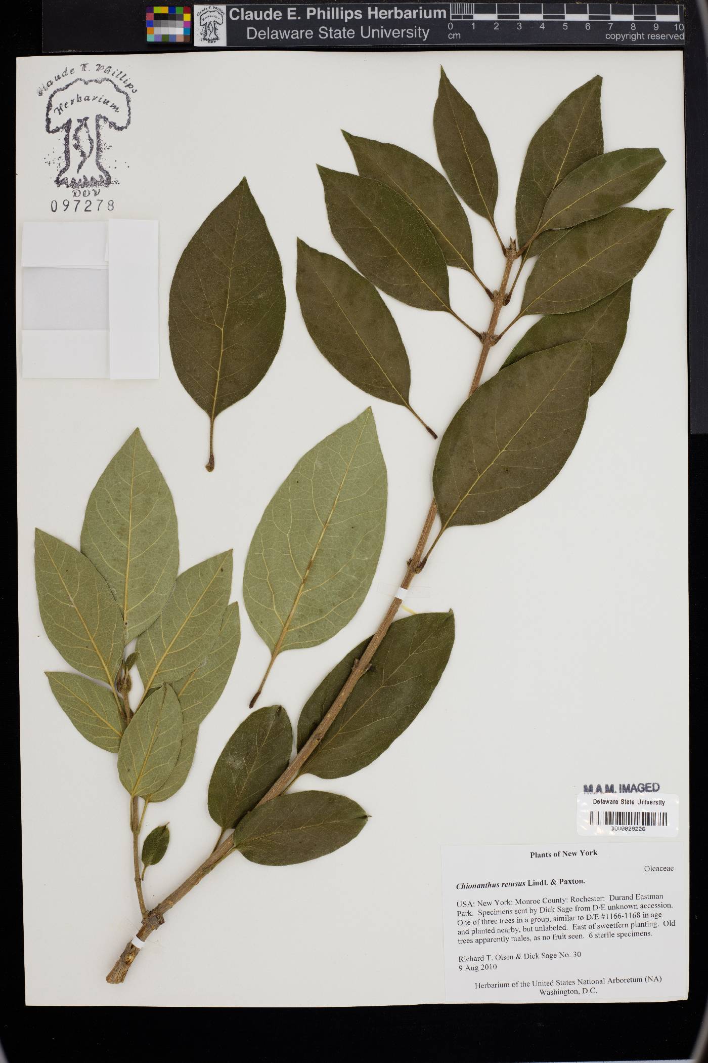Chionanthus retusus image