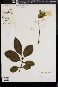 Chionanthus retusus image