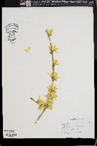 Forsythia × intermedia image