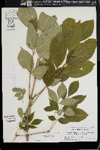 Fraxinus biltmoreana image