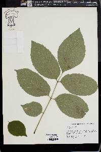 Fraxinus biltmoreana image