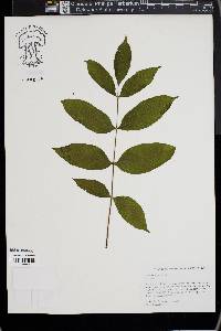 Fraxinus nigra image