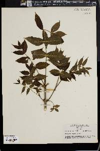 Fraxinus nigra image