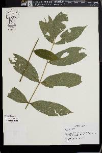 Fraxinus nigra image